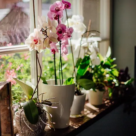 בית נופש Okamih